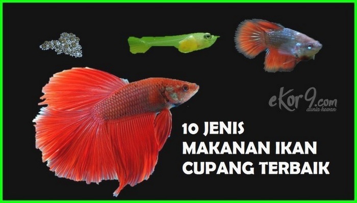 Makanan ikan cupang terbaik