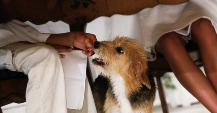 Cara mengatasi anjing yang malas jalan