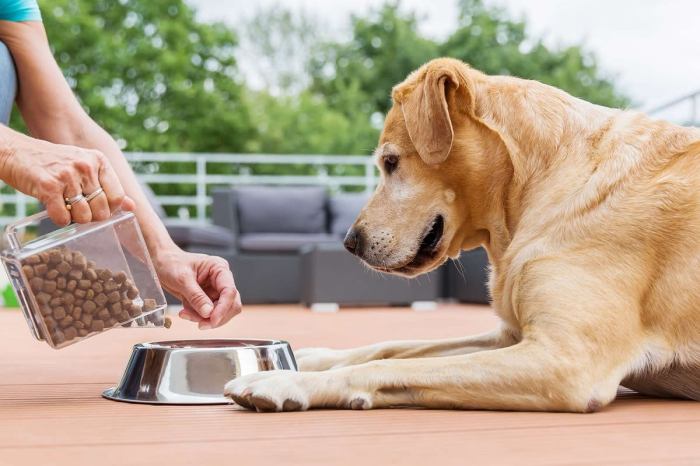 Makanan anjing yang bagus untuk pertumbuhan