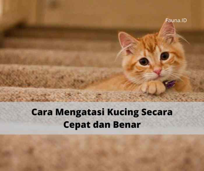 Cara mengatasi kucing stres