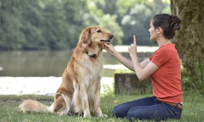 Cara melatih anjing agar tidak menggigit