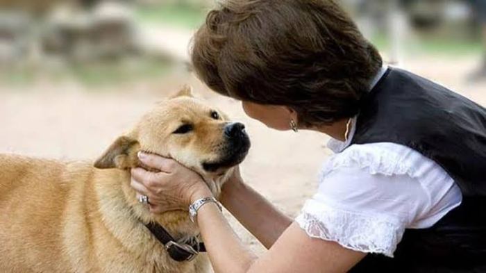 Cara melatih anjing agar tidak menggigit