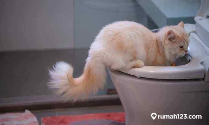 Cara melatih kucing buang air di toilet