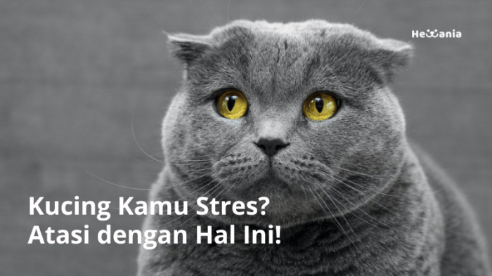 Kucing stres bagaimana mengatasi sedang menyebabkan sebelumnya apapun berubah perilaku kesehatan sebagai pemilik