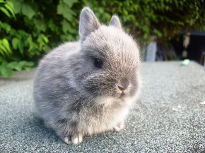 Kelinci netherland dwarf