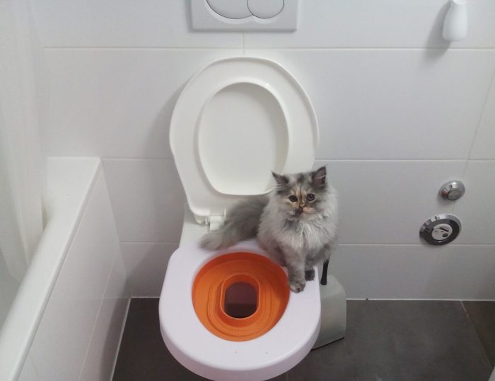 Cara melatih kucing buang air di toilet