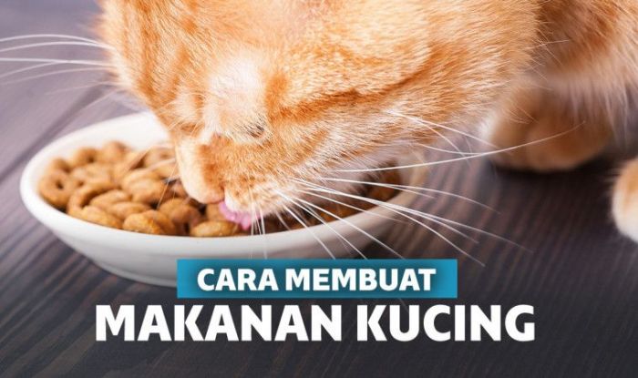 Makanan kucing rumahan terbaik