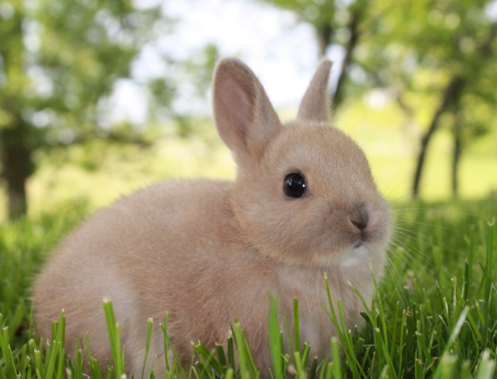 Dwarf netherland kelinci dikasih wikiwand pakan apa breeds