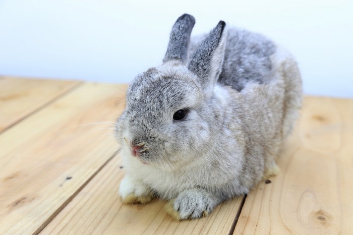 Kelinci netherland dwarf