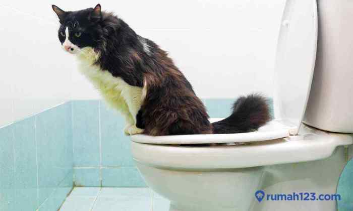 Gatto wc potty gato come insegnare kucing litter addestrare guinzaglio